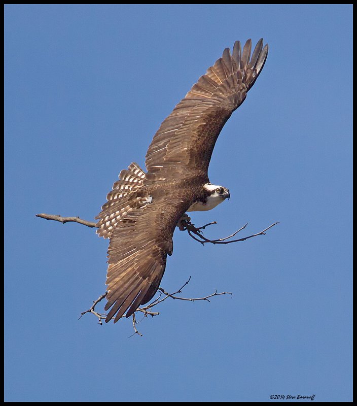 _4SB9609 osprey with nesting material.jpg